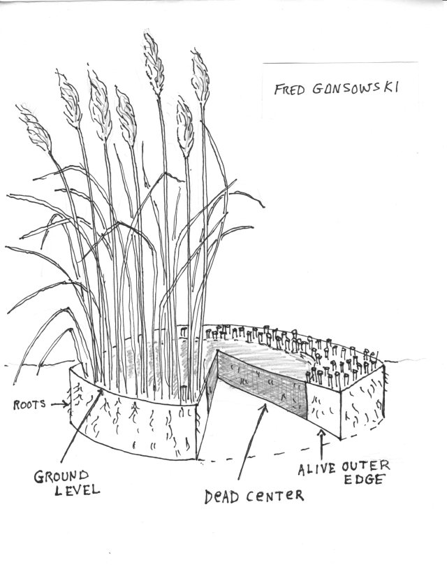 img001 A cutaway showing the root system of ornamental grass.