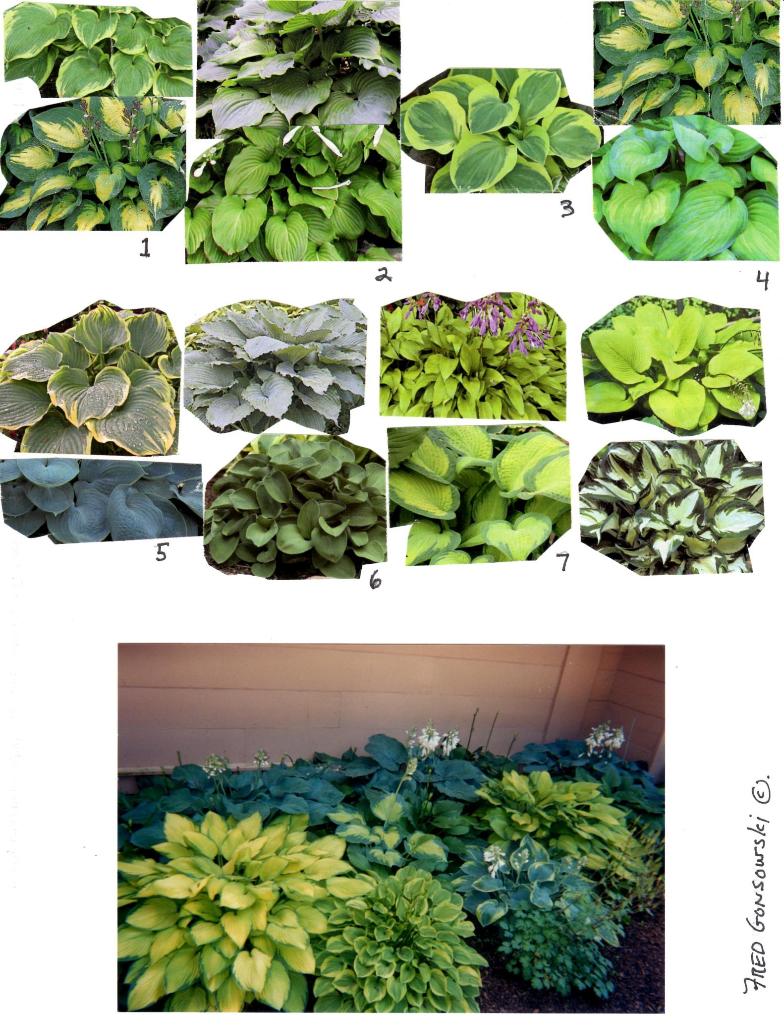 Designing / Planting a Hosta Garden | Fred Gonsowski Garden Home