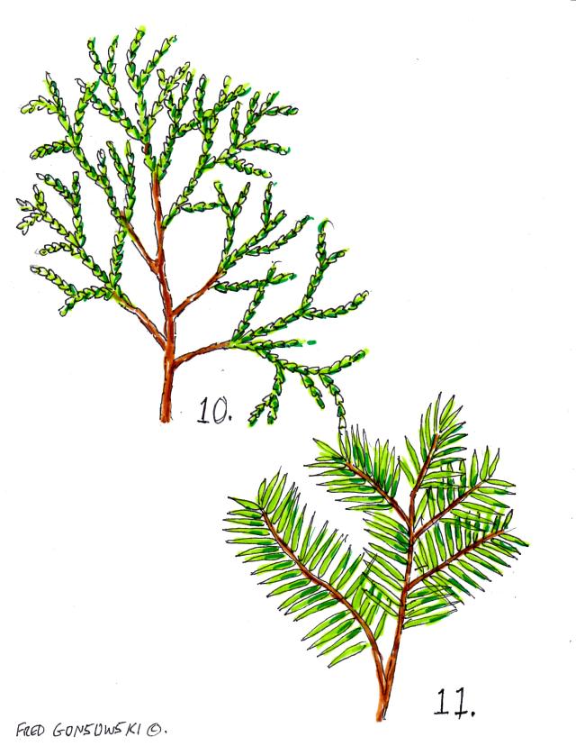 Looking at Evergreens in the Garden | Fred Gonsowski Garden Home