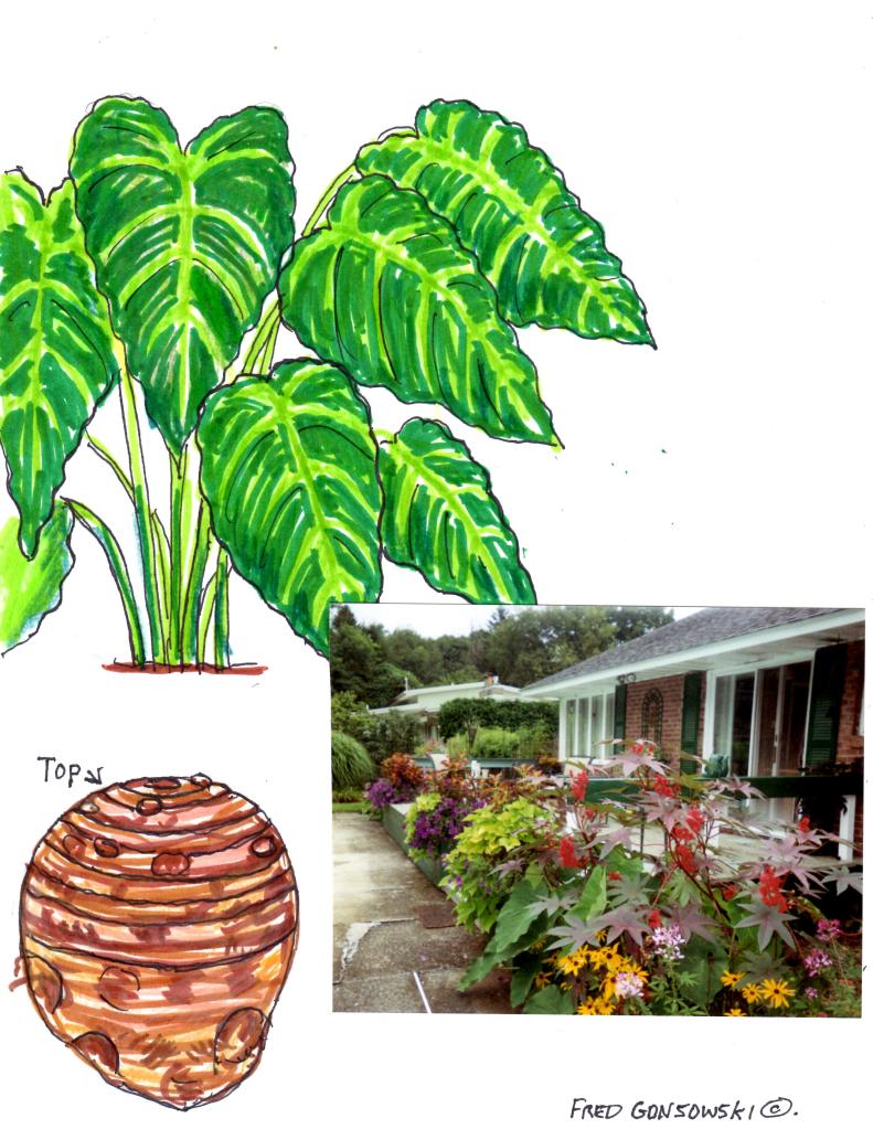 where do i buy indoor plants Buy Low Light Houseplant Bundle