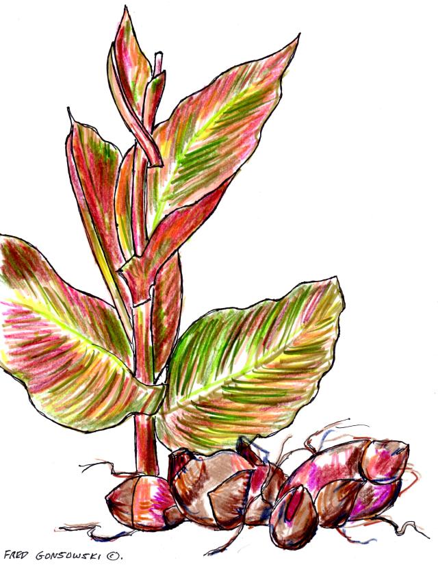 Plant some Canna Lily rhizomes, add a Tropical Vibe to your Garden