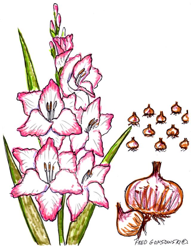 Gladiolus, planting, fertilizing  and Winter storage
