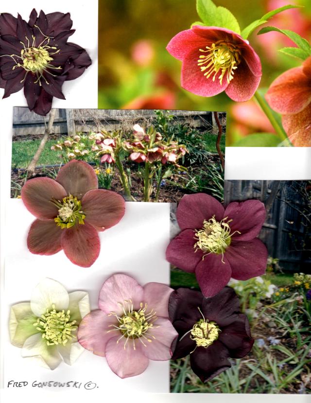 Helleborus, Hellebore, Lenten Rose, Christmas Rose, Helleborus x hybridus, Helleborus orientalis (The many names  for Hellebores)