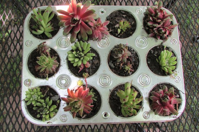 Plant Hen and Chicks (Sempervivum) in old Cupcake or Muffin Pans