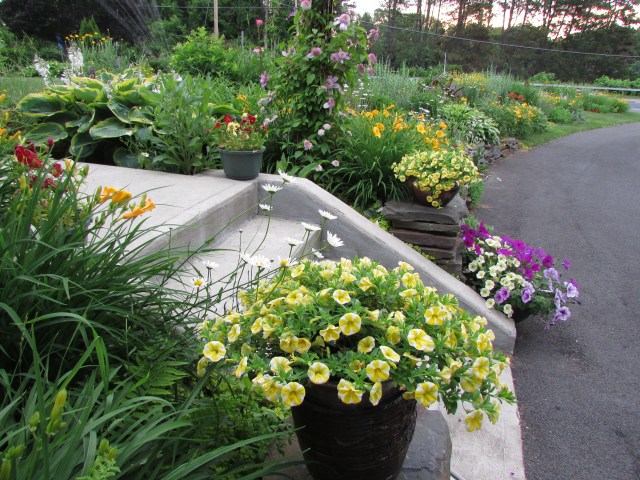 The Front Garden here at Whimsey Hill House June 2014