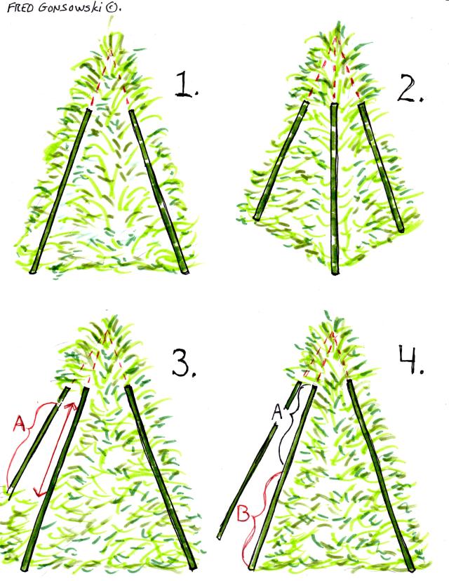 Illustrations showing how to trim a Golden String/Thread Cypress into a Pyramid.