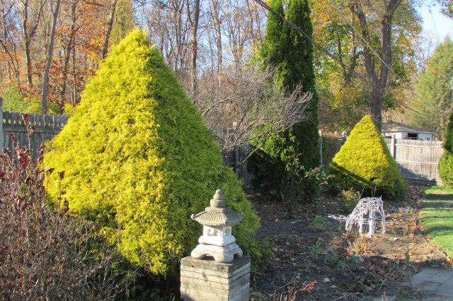 The pair of Golden String Cypress before their Yearly Shearing.