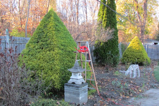The first Golden String / Thread Cypress after its yearly Trimming.