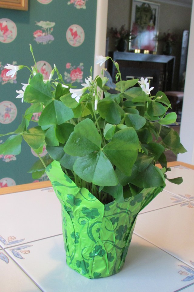 The leaves of the Oxalis (Shamrock Plant) as seen open by day.
