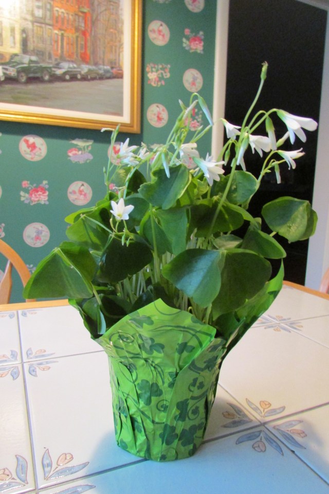 The Oxalis (Shamrock Plant) with its light-sensitive leaves closed for the night.